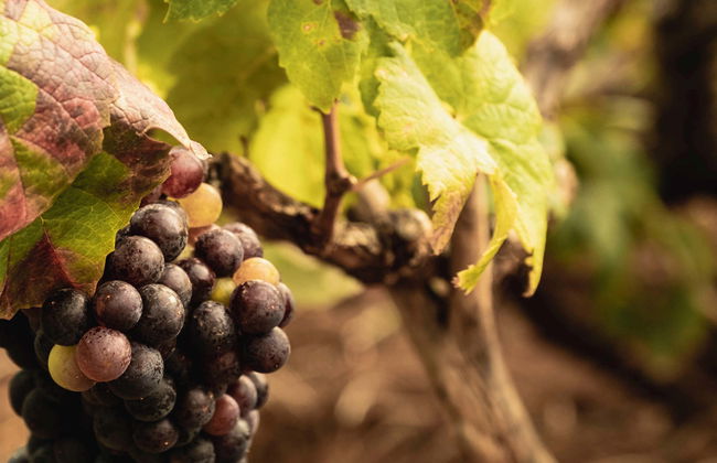 Free tour del vino en El Sauzal - Foto 1