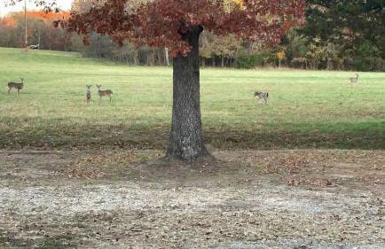 Secluded Riverfront Cabin with Bluff Views, Gated Privacy & Scenic Trail Access in Tahlequah, Oklahoma - Foto 80