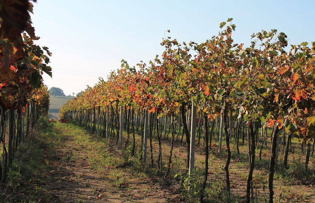 Agriturismo Le Sorgenti - Foto 39