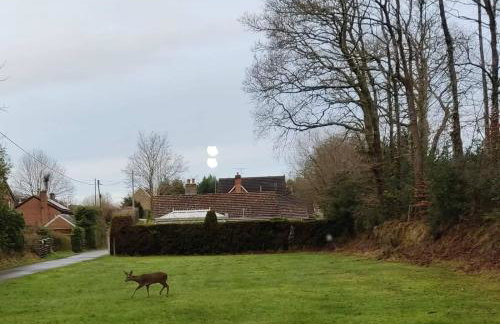 Forest Cabin Retreat - Sleeps 2 - Wifi & Garden - Foto 20