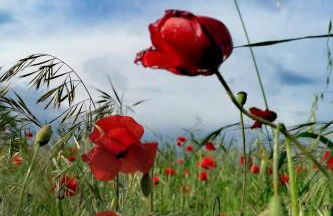 Serendipity - Foto 9