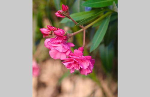 VILLA MARE BLUE - casa vacanze a 150m dal mare - Foto 8