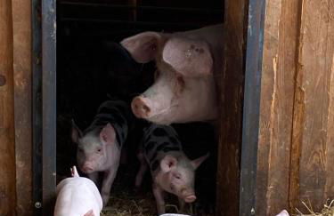 Ferienwohnung auf dem Bauernhof - Foto 10