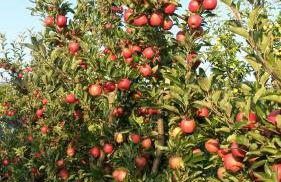 Wein- Und Obstbau Rupp - Foto 70