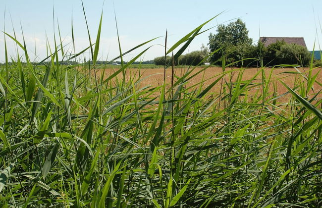 Restyled Country House With Dishwasher, on Texel Near the Sea - Foto 34