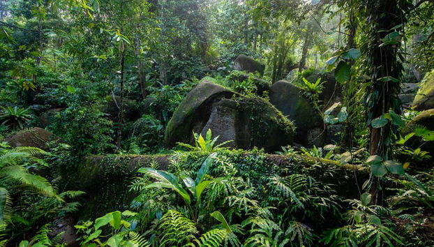 Half Day Botanical Garden And Butterfly Farm - Foto 5