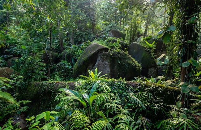 Half Day Botanical Garden And Butterfly Farm - Foto 5