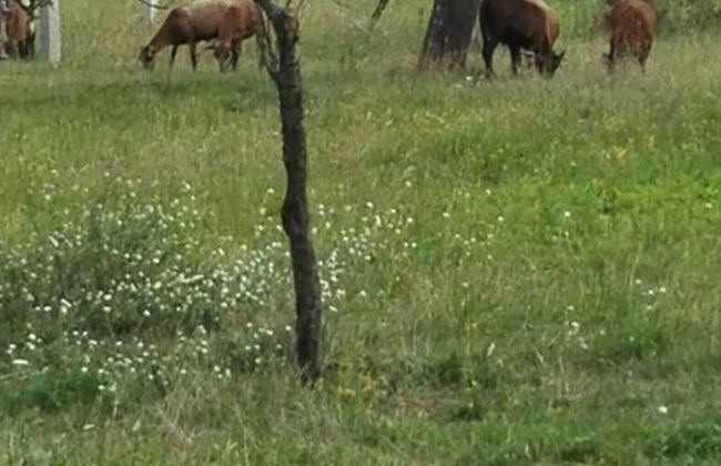 Appealing Apartment in Lubbenau - Foto 8