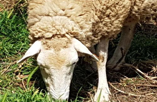 Casa da Ti Bia - Foto 24