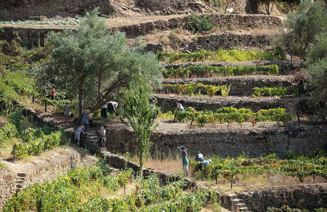 QUINTA DA FAISCA - Agro Turismo - Foto 27