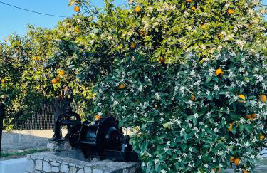 Citrus garden - Photo 7