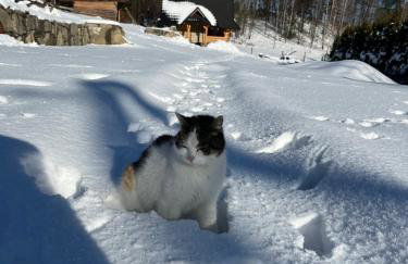 Basikowe Wzgórze - Foto 41