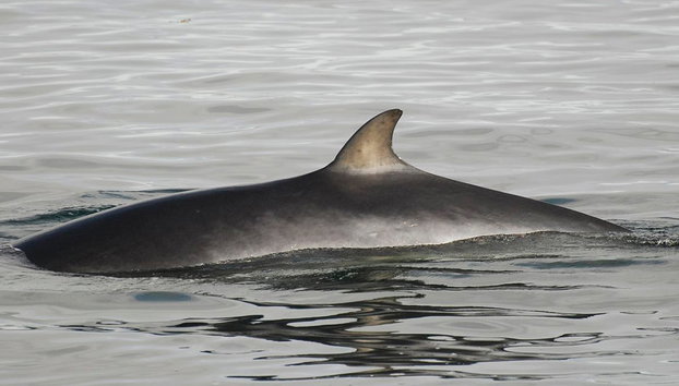 Whale Watching in Big Boats - Photo 3