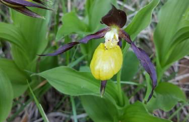 Studio Les Chanterelles - Photo 15