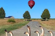 Domaine équestre de la Chênaie - Foto 46