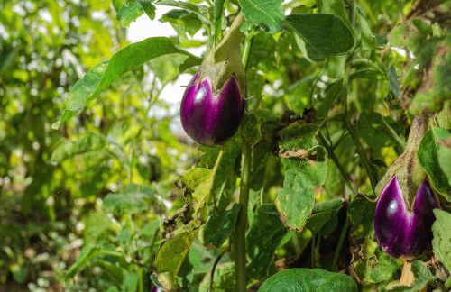 Clelia Case Vista Mare - Foto 45