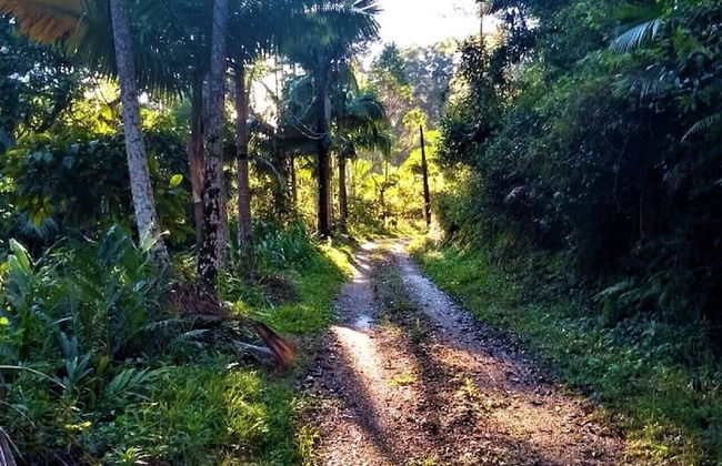 Sitio Libardo - Nova Trento - SC - Foto 77