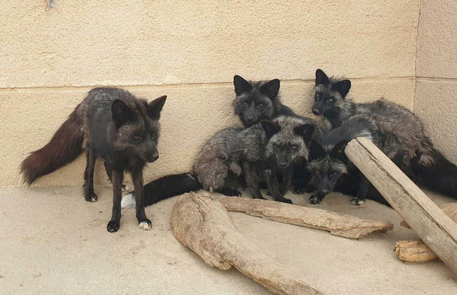 La Era de las Aves Zoo Ticket - Foto 4