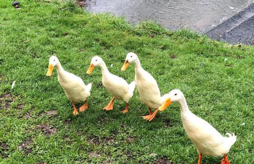 The Old Carthouse - Foto 20