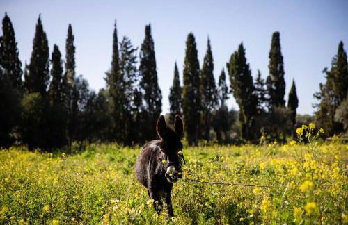 YourHouse Deulosal, apartment in rural house with pool - Foto 38
