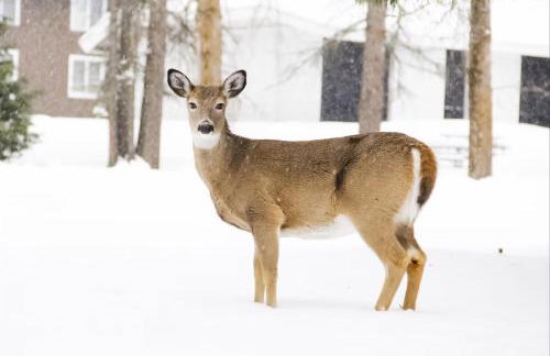 Soft Sunsets and Still Water at Flathead Condo - Foto 35