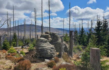 Modernes Harz Studio Apartment Ferienwohnung über den Baumspitzen - Foto 28