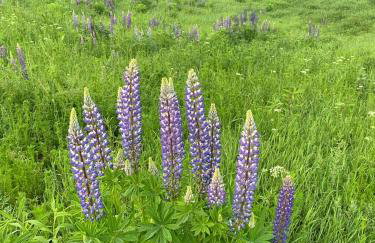 Miejski Las 8 - Foto 35