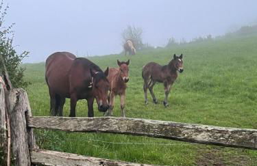 La Casina del Cabecin en Parque Natural de Redes - Foto 39