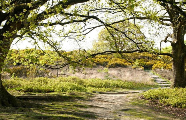 Modern Chalet With Nice Sliding Doors Near Lochem - Foto 30