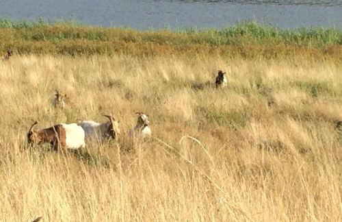 Maison près de la Pointe du Raz - Foto 47