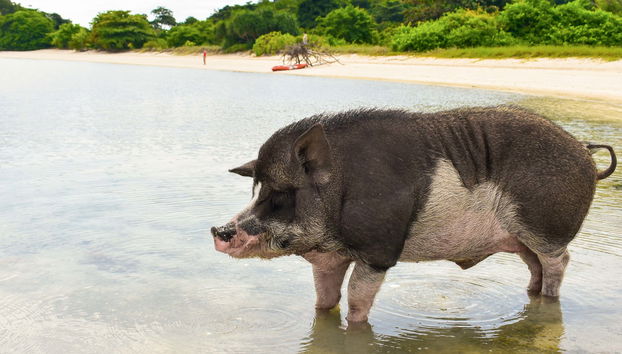 Excursión a la isla de los cerdos y Koh Teand