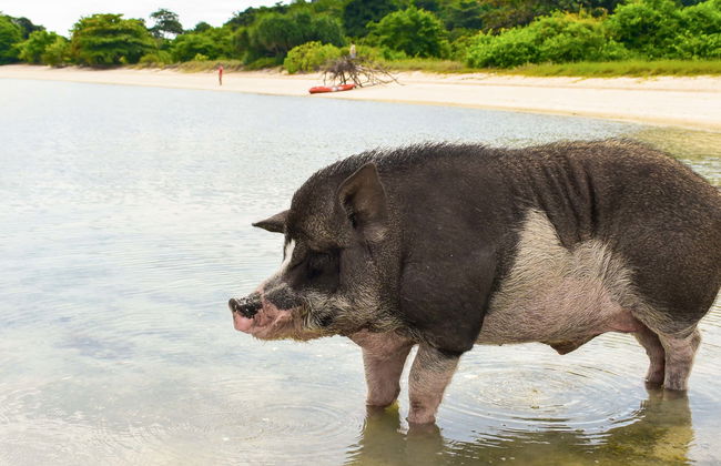 Excursión a la isla de los cerdos y Koh Teand - Foto 4