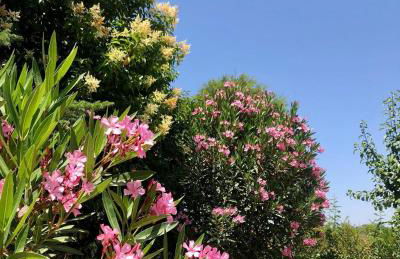 Quinta da Trombeta - Foto 13