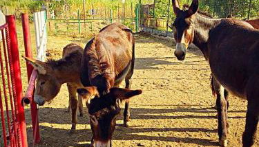 Casa Vacanze Borgo Borghese - Foto 5