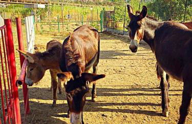 Casa Vacanze Borgo Borghese - Foto 5