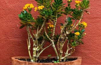 Little Vintage - Foto 13