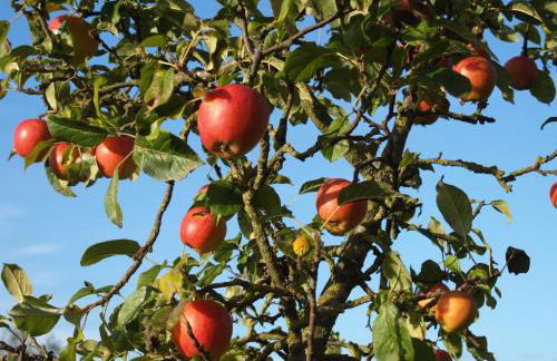 Apfelgartenhaus 2 - Foto 10