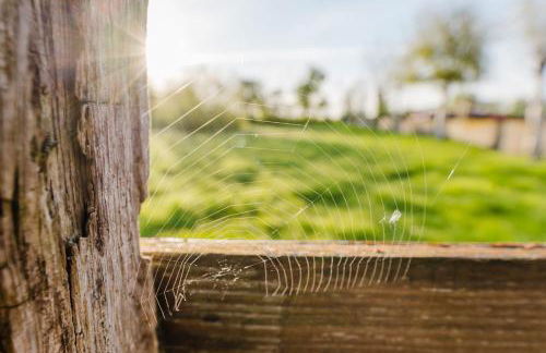 Ferienhaus Wiesenkiek - Bauernhof Hopp Vadersdorf - Foto 40