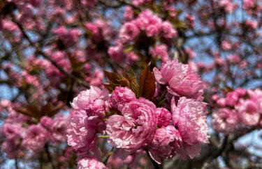 Historic Mansion with Summit View - Foto 12