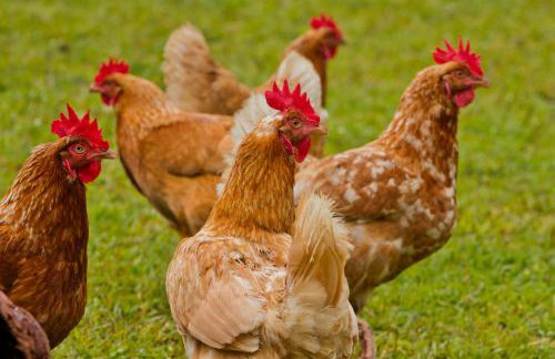 Aloha Junction Bed and Breakfast -Minutes away from Hawaii Volcanoes National Park - Foto 54