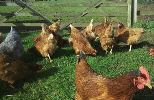 polgoon Vineyard annex Penzance - Photo 22