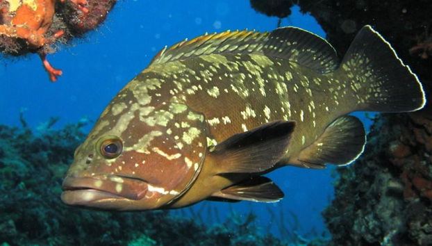 Snorkel in Menorca's Marine Reserve by Speedboat from Fornells - Small Group Tour - Photo 3
