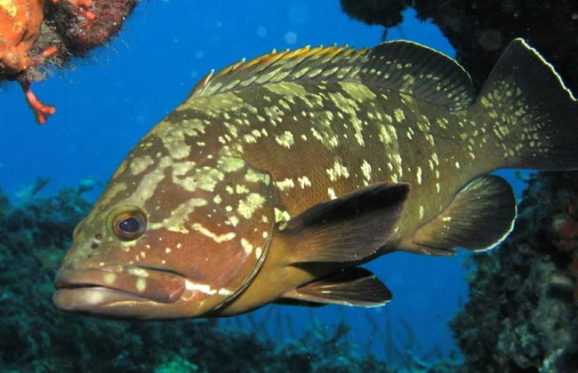 Snorkel in Menorca's Marine Reserve by Speedboat from Fornells - Small Group Tour - Photo 3