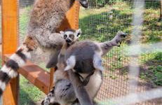 Agroturystyka Zielony Zakątek w Wiewiecku - Foto 28