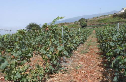 Casitas Las Uvas y las Viñas - Foto 50