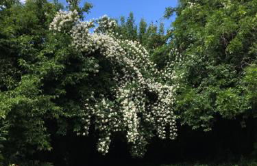 Saarlouis Innenstadt im Grünen - Foto 41