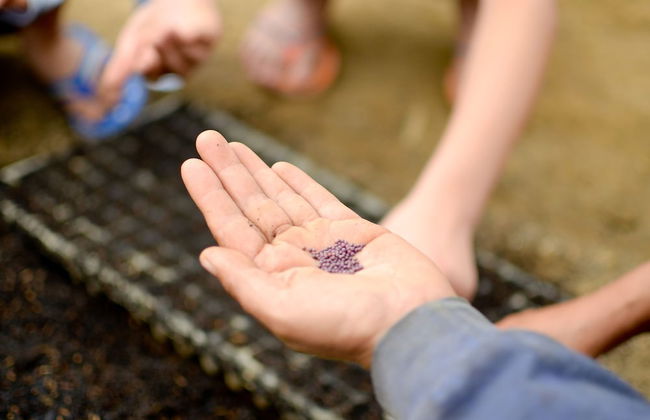 Bagus Agro Pelaga - Foto 74