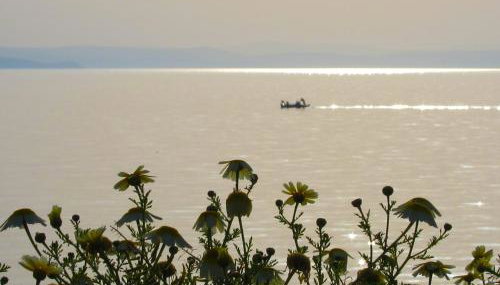 Amarandos Sea View Apartments - Foto 5, Garden view