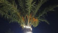 APARTAMENTOS LA PALMERA - Foto 2, Garden