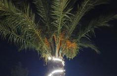 APARTAMENTOS LA PALMERA - Foto 2